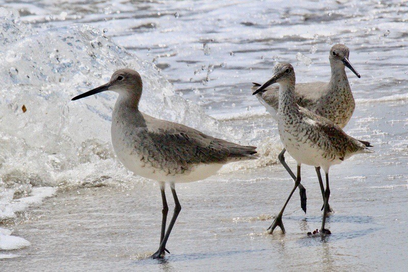 Willet - Tringa semipalmata by EyeLoveBirds is licensed under CC BY-SA 2.0.